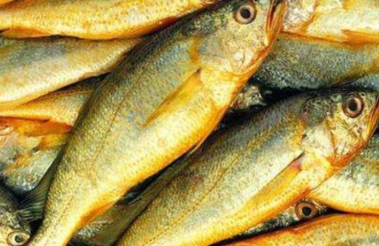 黃魚
