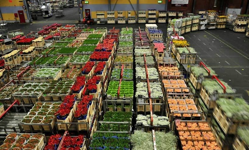 花卉水果運(yùn)輸